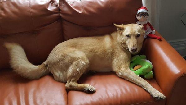 Zuri with her green dragon and the Elf.  One of very few good pics.  Z hated cameras.