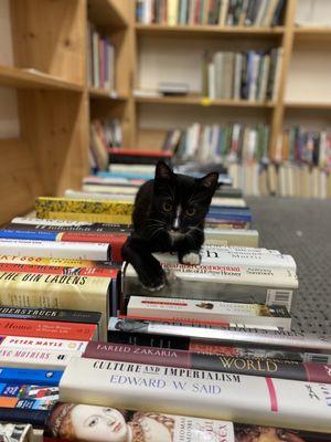 Bookstore Kitten