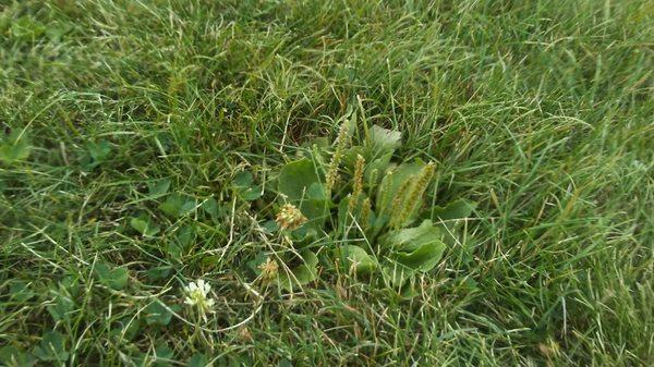 Exotic flora. Dandelion I think.