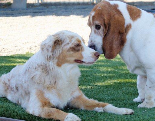 Your dog can visit with friends while you do the same.