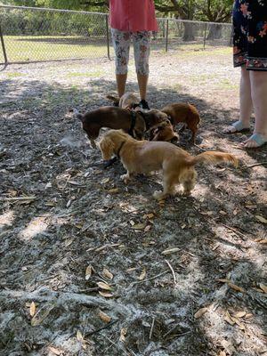 Small dog park is pure nasty dark sand. There is no grass on small side.