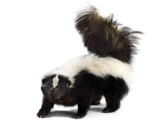 Skunk and wildlife removal, humane procedures.