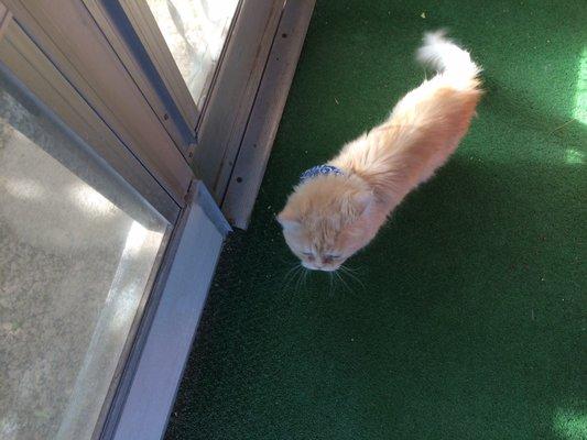 Bijou fluffy and squeaky clean after a visit. We adore his little bandana! He said it made him feel like a cowboy!