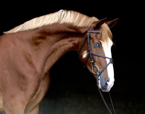 Dutch Harness Horse