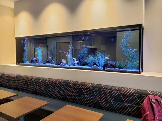 The wall aquarium in the cafe