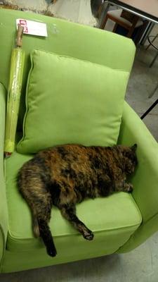 The sweet, sleepy, and well fed kitty lives in the store. Perfect!