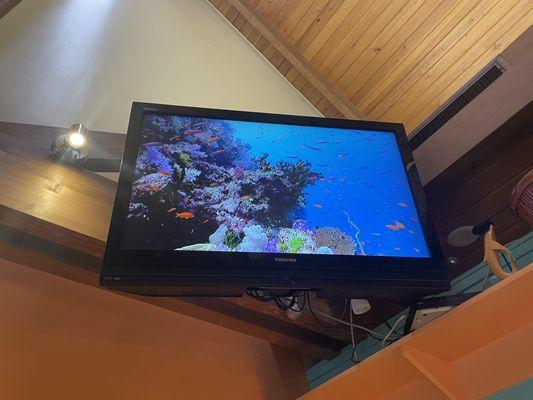 FISH ON THE TV