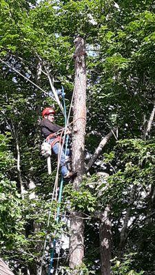 Mendoza Tree Expert