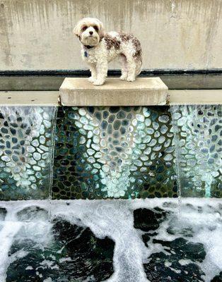 Lilly posing on the water feature on the patio.