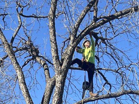 Looking for dead limbs on a pecan tree!