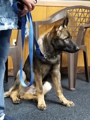 Jobe in puppy class