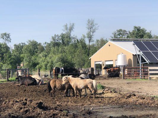 Horses and cows make the place fun.