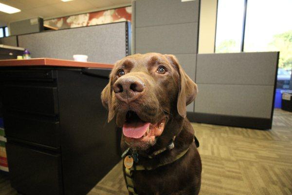 One of our resident office dogs that doubles as our mascot: Joe!