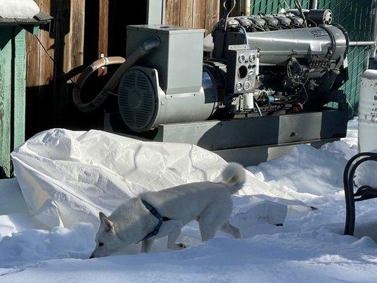 Bodhi by the generator in the Knott Hole back yard, winter 2023