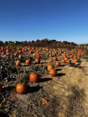 Pumpkin patch