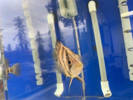 A fish in the aquarium of Hong Minh travel.