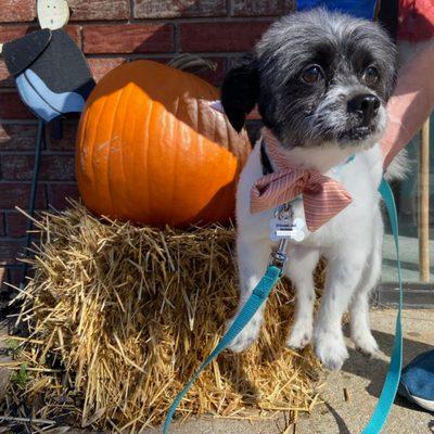 Toby outside of Passion Fur Pets in Johnston, RI.