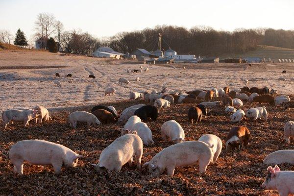 Pigs love fall leaves!