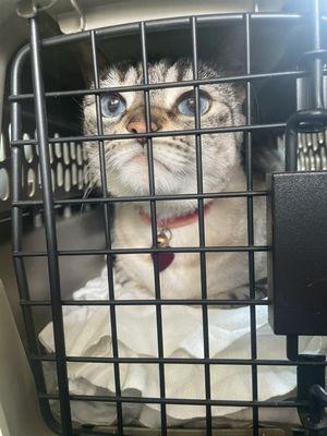 Tiger Lilly was not too happy about the car ride ‍