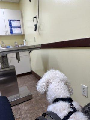 My dog waiting for dr to come