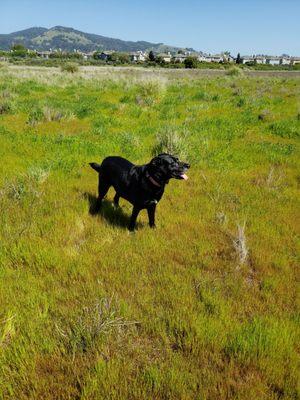 Zara the best frisbee dog ever!