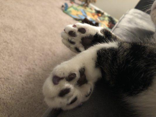 Soft paws on his cute paws!