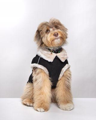 Jack looking dapper in his furry runner coat and holiday collar.