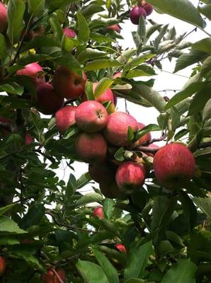 Red delicious ready to be picked!