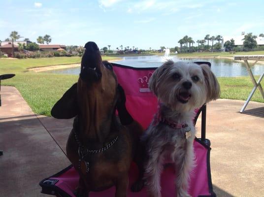 Lulu and Pebbles having a great vacation!