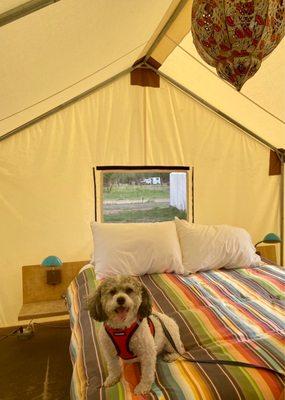 Our safari tent (interior, featuring Ax)