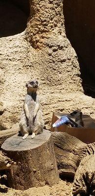 Meerkats chillin'