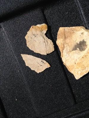 "the find"  a couple of leaf fossils