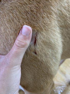 A cut from a dog fight