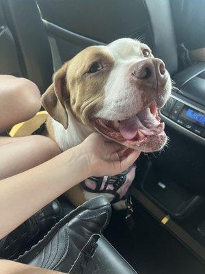 Super happy girl after we picked her up from her stay!