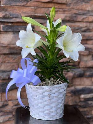 Easter Lily