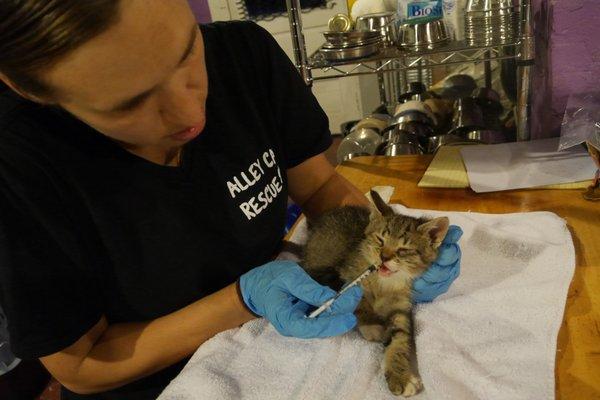 Feral kitty receiving treatment after being brought back to our rescue