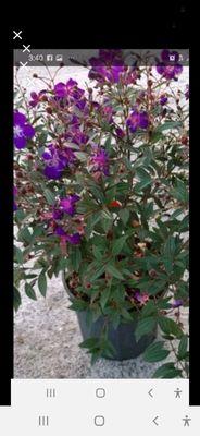 Dwarf tibouchina