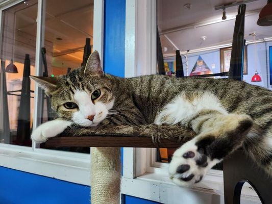 Nine Lives Cat Cafe Former Director of Feline Services Sora