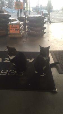 Twin store cats?