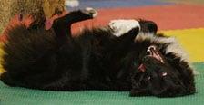 Dogs love to play on our foam padded floors!