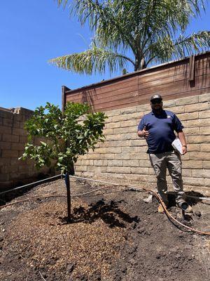 Jason from Moon Valley Nursery after planting our new Eureka lemon tree