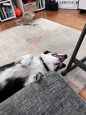 Maru all tuckered out after a day with Nikki