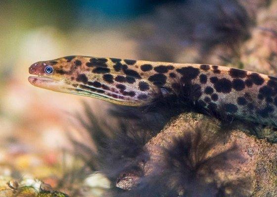 Super rare juvenile Tiger Eel- the only freshwater true moray species.