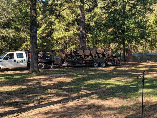 Mr. Hilliard comes prepared to haul off large trees after cutting them down.