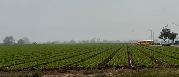 Fields and fields is produce being grown