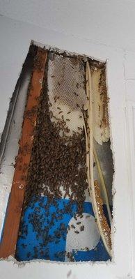 Exposed new Honey Bee Colony in the Siding of this home!