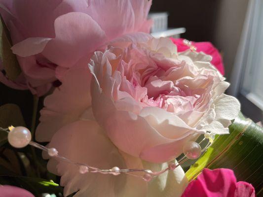 Peonies literally the size of my hand.