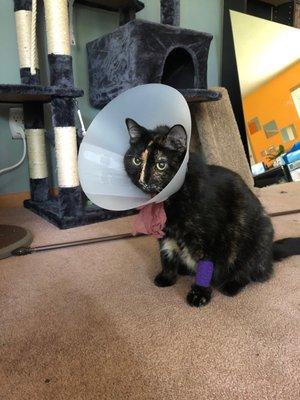 My poor kitty post op.