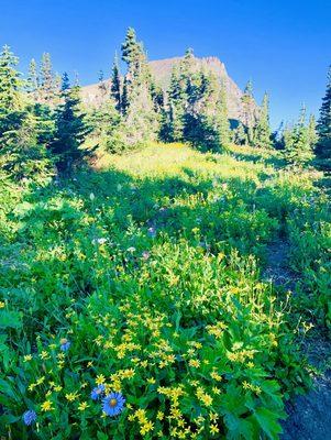 Beautiful wildflowers