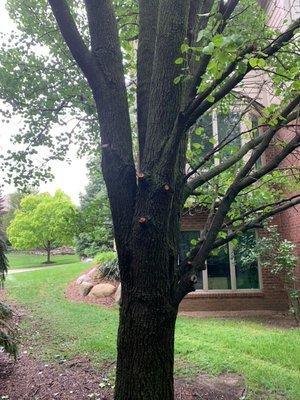 None of these cuts were in the scope of work nor were we consulted prior to Branch Tree removing them.